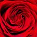 Profile Picture of Julia Piazza (@cme4rehabstuff) on Pinterest