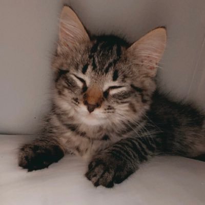 Profile Picture of Taylor Mello (@taylormello4) on Twitter