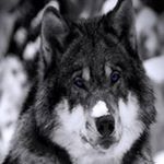 Profile Picture of David Willyard (@wilyard48) on Instagram