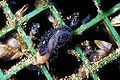 Profile Picture of Fiona (gastropod)on Wikipedia