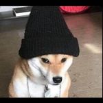 Profile Picture of Quizaman (@_quizaman_) on Instagram