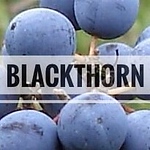 Profile Picture of Blackthorn (@blackthorn2021) on Flickr