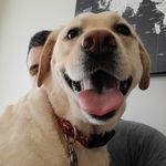 Brandon Sherlinski - Instagram Profile Picture of Brandon Sherlinski (@shamagramma_ding_dong) on Instagram