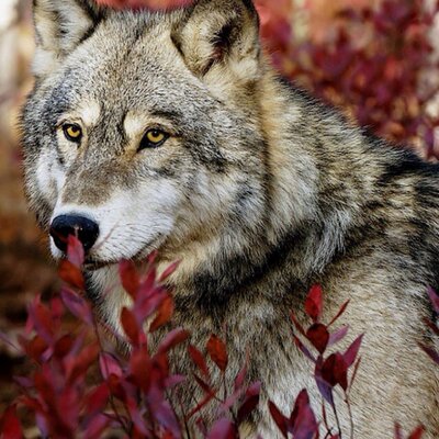 Profile Picture of Michael Meriwether (@alwaysfrosty11) on Twitter