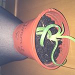 Profile Picture of 3 Plants (@jimmy_jeffery_jaffacake) on Instagram