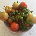 Profile Picture of mario d’angelo (@smashedfoodcompany) on Instagram