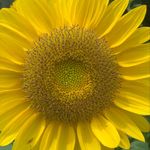 Profile Picture of Melissa Brill (@designerfitgirl) on Instagram