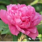 Profile Picture of Iris Ching (@iris.ching.790) on Facebook