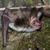 Profile Picture of Adam Nowakowski (@dorytian) on Youtube