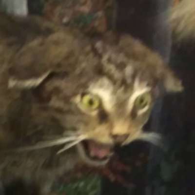 Profile Picture of (Dr) Kit Baston (@kgbaston) on Twitter