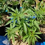 Profile Picture of Kyle Lockhart (@kyle.moonbeambudz) on Instagram