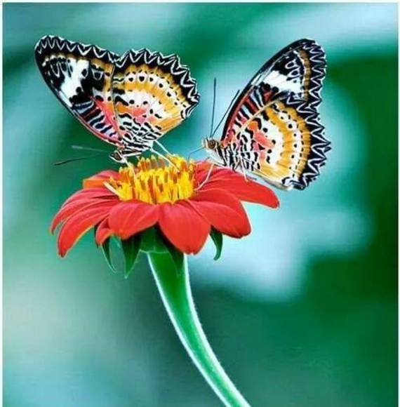 Profile Picture of Tammy Tavener (@tammyt103) on Poshmark