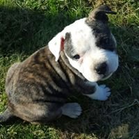 Profile Picture of Dawn Wasley (@DillyDazzles) on Twitter