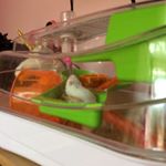 Profile Picture of Isabelle (@isabelle_williams12345) on Instagram