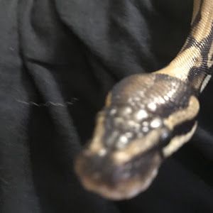 Profile Picture of ceceliablack8 (@blue3989) on Tiktok