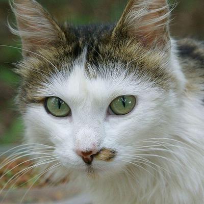 Profile Picture of Hans Schmid (@Parsival12345) on Twitter