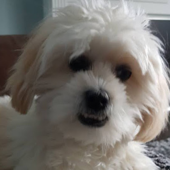 Yvette Lamanna - Poshmark Profile Picture of Yvette Lamanna (@yllamanna) on Poshmark