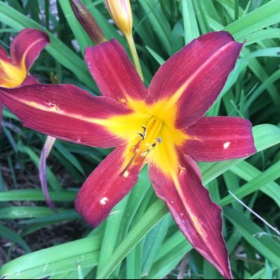 Profile Picture of Debbie Stocking Brusselers (@DBrusselers) on Twitter