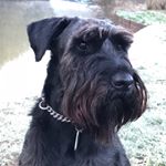 Profile Picture of Frank Holmes (@frankthearse) on Instagram