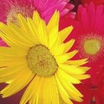 Profile Picture of Cindy Mooney Sadowski (@cgs32) on Instagram