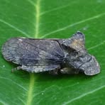 Profile Picture of Hazel Graves (@hazel.graves.399) on Facebook