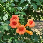 Profile Picture of Cindy Farrar (@Cindy-Farrar) on Facebook