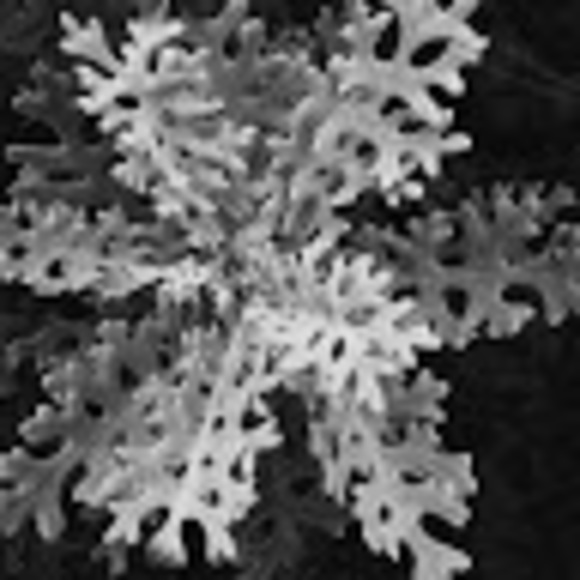 Profile Picture of Liam Gallagher (@liamgall345) on Poshmark