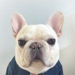 Profile Picture of SirCharlesBarkley the Frenchie (@barkleysircharles) on Instagram