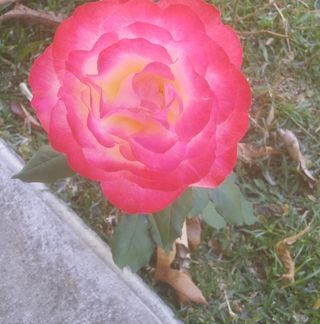 Profile Picture of Cassandra Perrault (@cassandra.perrault.73) on Facebook