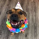 Profile Picture of Ralph Clark (@ralphie_thestaffy) on Instagram