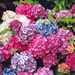 Profile Picture of Phyllis Farnsworth (@pjfarns6) on Pinterest