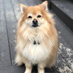 Profile Picture of A L V I N   &  C A L L I E 🐾 (@pomchowpaws) on Instagram