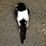 Profile Picture of Austin White (@austinkelly3) on Flickr