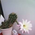 Profile Picture of Bernica2 (@bernica2) on Flickr