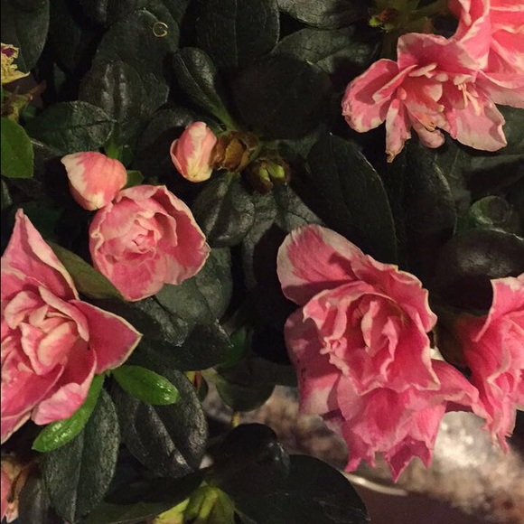 Gracie White - Poshmark Profile Picture of Gracie White (@_gmw) on Poshmark