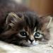 Profile Picture of Madison Tuttle (@madison12341791) on Pinterest
