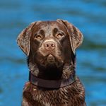 Profile Picture of Steve Gilchrist (@gonnabefiftysoon) on Instagram