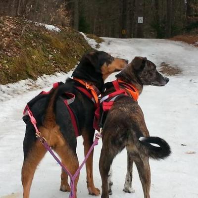 Profile Picture of Paul Kirsch (@pkrunswithdogs) on Twitter