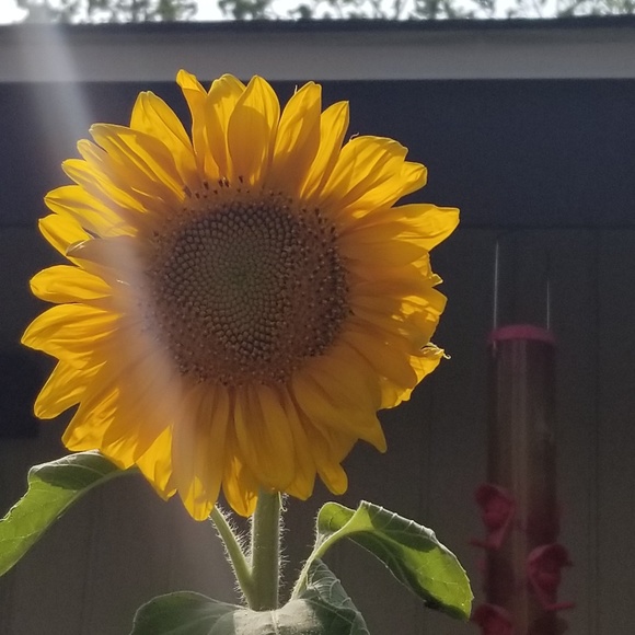 Profile Picture of Tami Amestoy (@tamestoy) on Poshmark