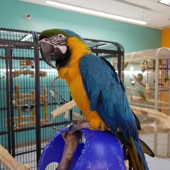 Profile Picture of Norma Serrano (@seguranorma) on Poshmark