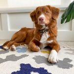Profile Picture of Phoebe 🐾 (@phoebe.toller) on Instagram