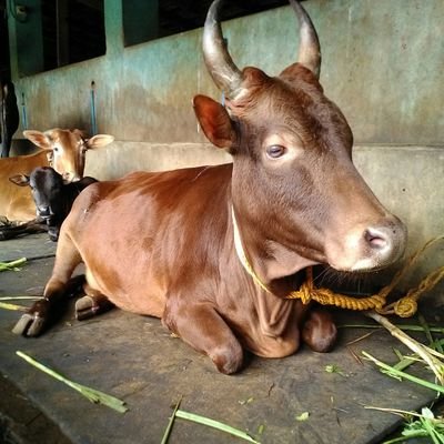 Profile Picture of Ravindra Purushottam Bhat Iglakoppa (@Ravindrahp1) on Twitter