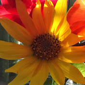 Profile Picture of Carly Conley (@carlyconley3302) on Youtube