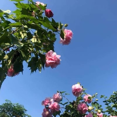 Profile Picture of June Nguyễn (@JuneNguyn2) on Twitter
