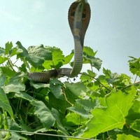 Profile Picture of Abhirup Chatterjee (@abhirup-chatterjee-29) on Quora