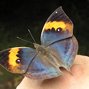 Profile Picture of Steve Huang (@stevehuang) on Youtube