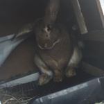 Profile Picture of Leroy🐰 (@leroy_the_big_fat_bunny) on Instagram