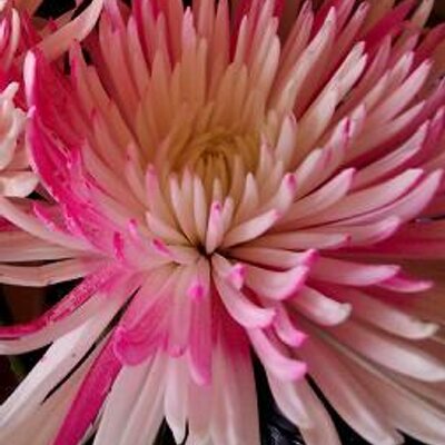 Profile Picture of Devon Mullins (@devomull) on Twitter