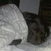 Profile Picture of Sabrina Russell-McNally (@brea76) on Pinterest