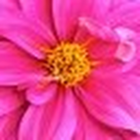 Profile Picture of Tabitha Dennis (@tabithadennis) on Poshmark